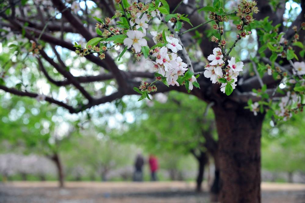 tu-bshvat-almond-tree-blossoming
