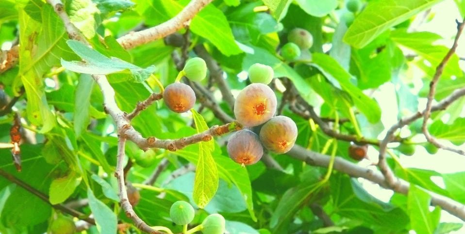 fig-tree