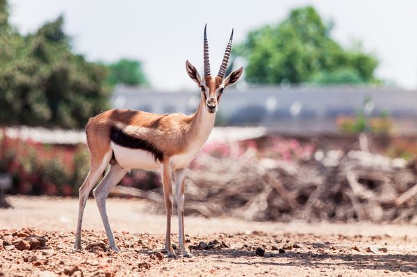 How the Land of Israel is like a gazelle