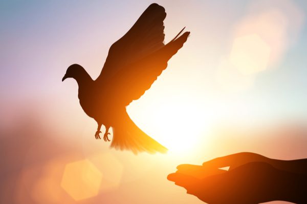 In what way are the Jewish people like a dove?