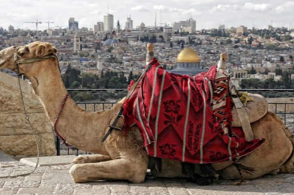 Camel resting on the Mount of Olives overlooking the Temple Mount (Shutterstock)