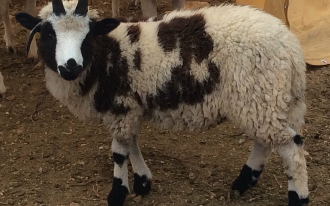 Jacob’s Sheep Make Their Way Home to Israel After Thousands of Years