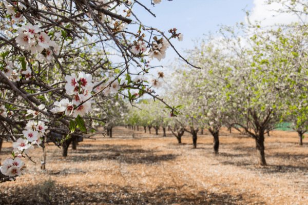 What is Tu B’Shevat?