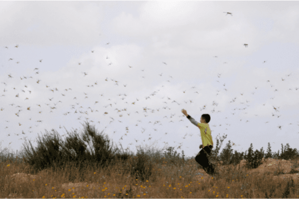 Locusts: Past, Present, and Future