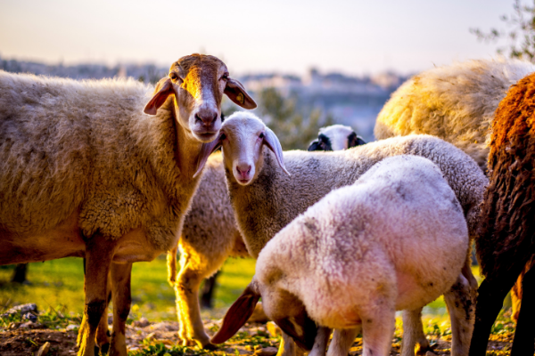 Pesach Sheini (Second Passover): the Holiday of Second Chances