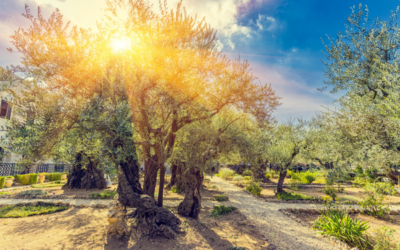 Unearthing Shevat: The Month of Trees