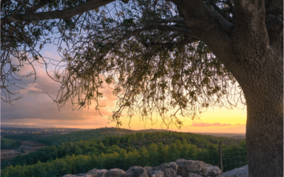 Hosanna! Psalm 28 and the Israel-Hamas Conflict