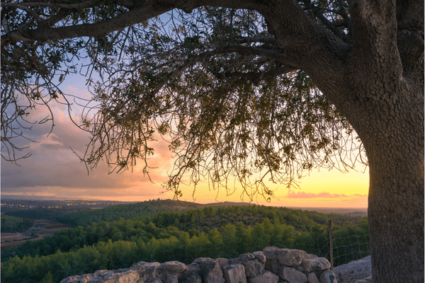 Hosanna! Psalm 28 and the Israel-Hamas Conflict
