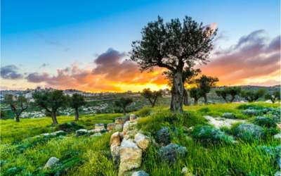 Five Things Man Can Learn From a Tree