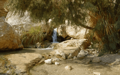 Following in the Footsteps of David
