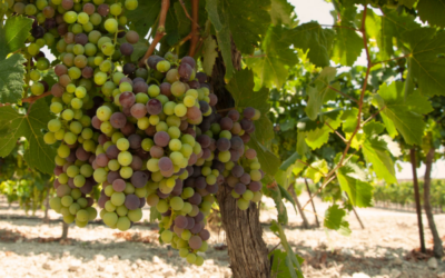 From Vine to Wine: The Jewish Metamorphosis