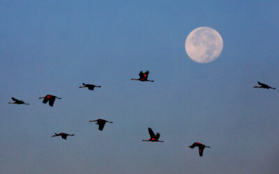 The Jews and the Moon