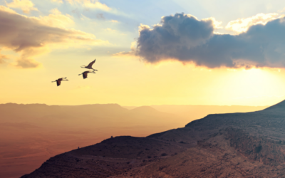 Is It Possible to Manifest Our Dream Lives?