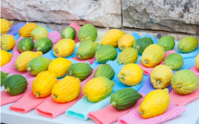 Sukkot and Sluggers: Life Lessons Beyond the Ballpark