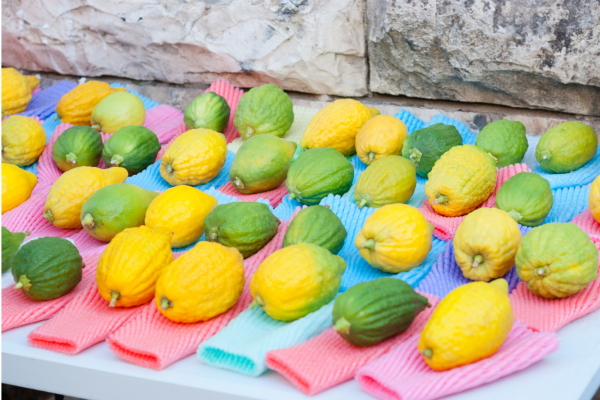 Etrog fruit on display at a four-species market in Jerusalem (Shutterstock.com)
